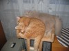 Garfield a Betty