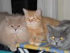 Betty, Garfield a Bra
