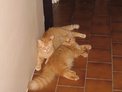 Garfield a Samuel