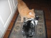 Garfield a Berta