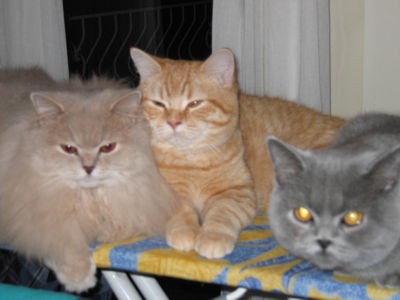 Betty, Garfield a Bra
