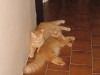 Garfield a Samuel